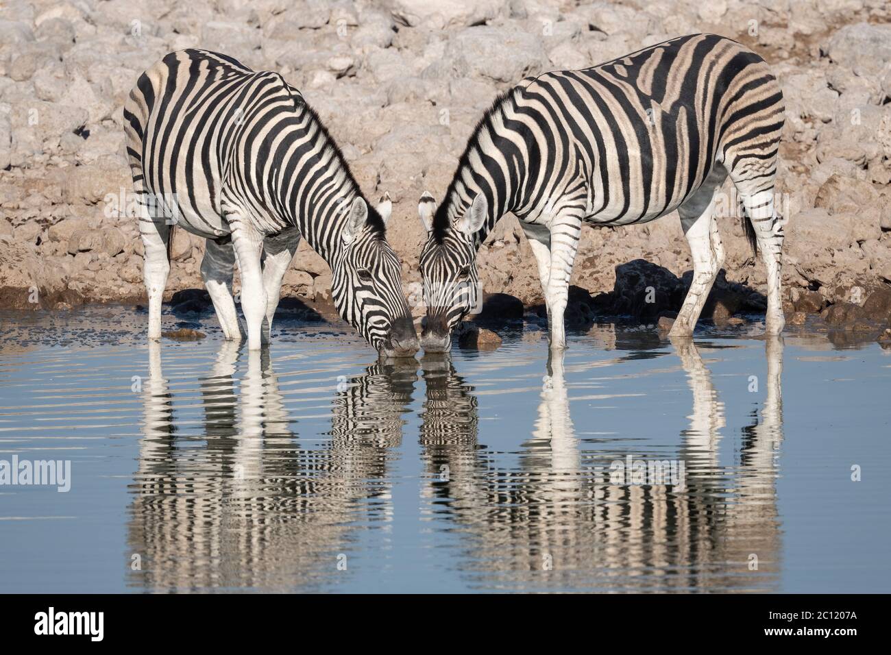 Zwei Burchell's Zebra oder Plains Zebra mit Reflexionen trinken am Wasserloch im Etosha National Park (Equus quagga) Stockfoto