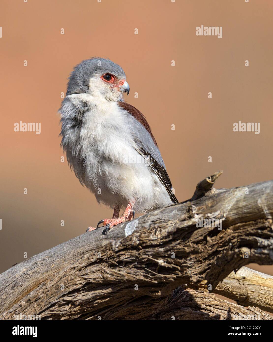 Weibliche afrikanische Pygmy Falcon (Polihierax Semitorquatus) Stockfoto