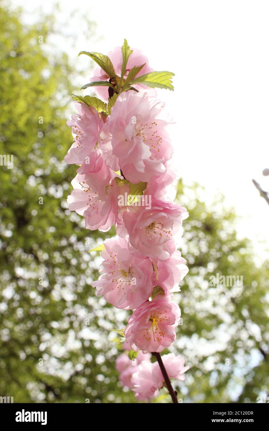 Schöne rosa Frühling Blumen Mandel Prunus dulcis Stockfoto
