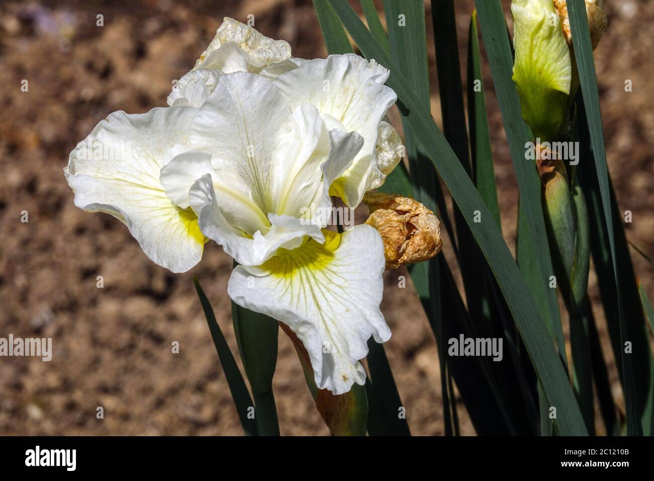 Iris sibirica sibirische Iris „Harpswell Happiness“ Stockfoto