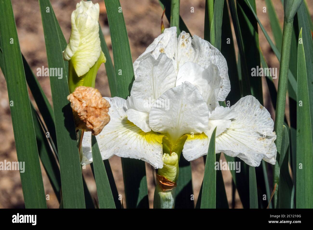 Weiße Iris sibirica Weiße Sibirische Iris Cempswell Glück Stockfoto