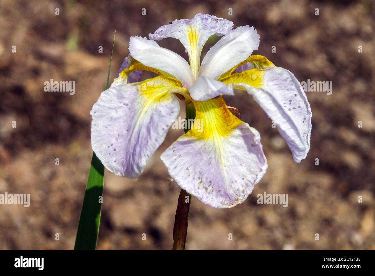Sibirische Iris sibirica Blume „Ama No Hane“ Sibirische Iris weiß gelb fällt hell Lavendelfarbe Beauty Iris Blumenkopf Stockfoto