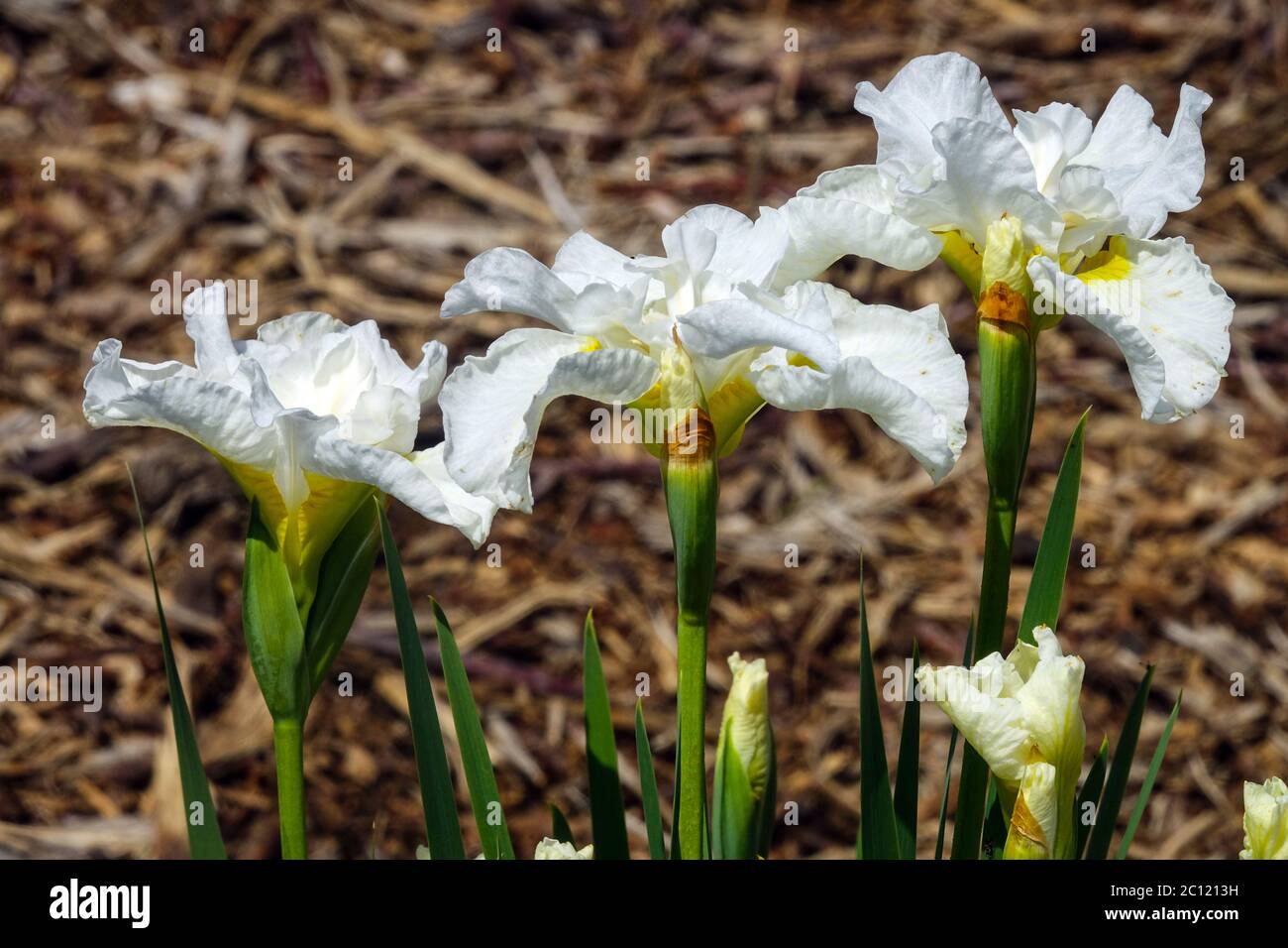 Iris sibirica Sibirica „Galadriel“ Stockfoto