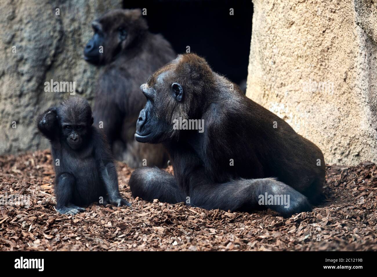 Weibliche westliche Gorilla mit Baby, Bioparc, Valencia, Spanien. Stockfoto