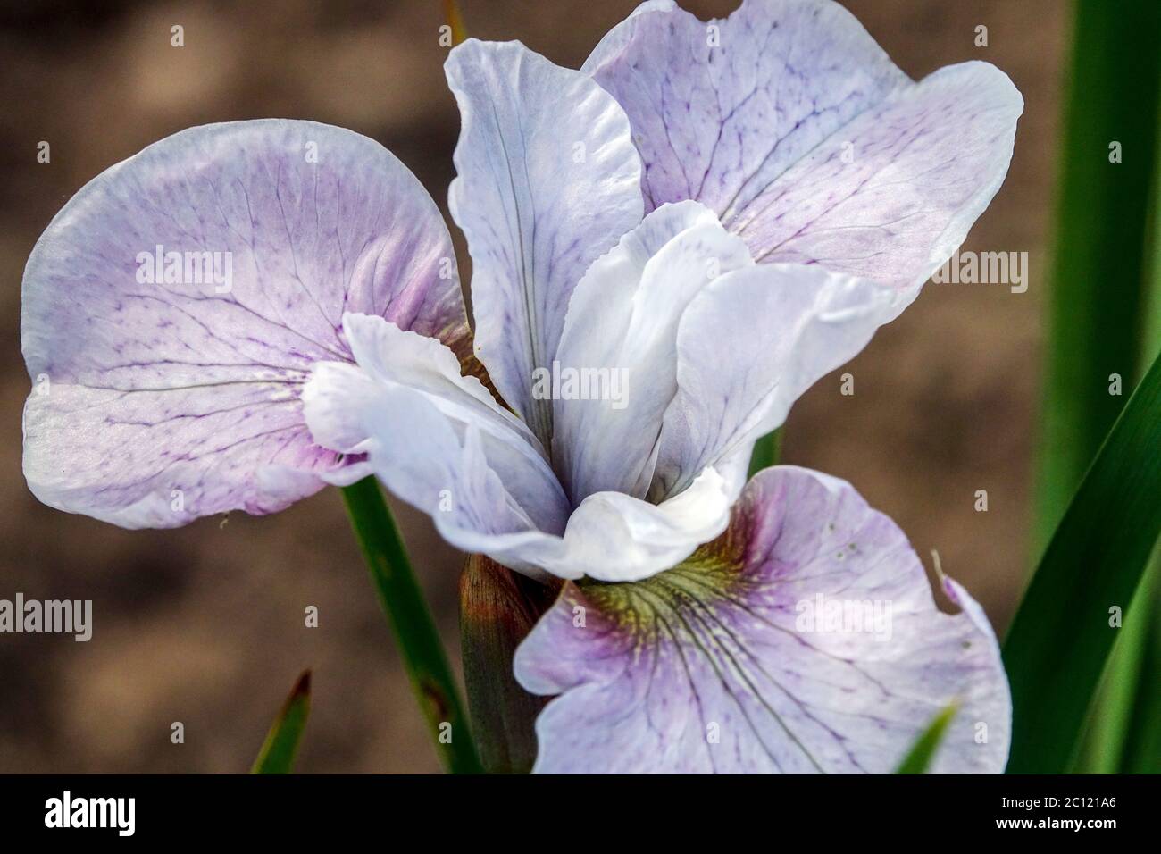 Iris sibirica sibirische Iris Mesa Pearl Weiß, cremig, Iris, Blume, wunderschön, Markiert eine sanfte violette Farbtönung Stockfoto