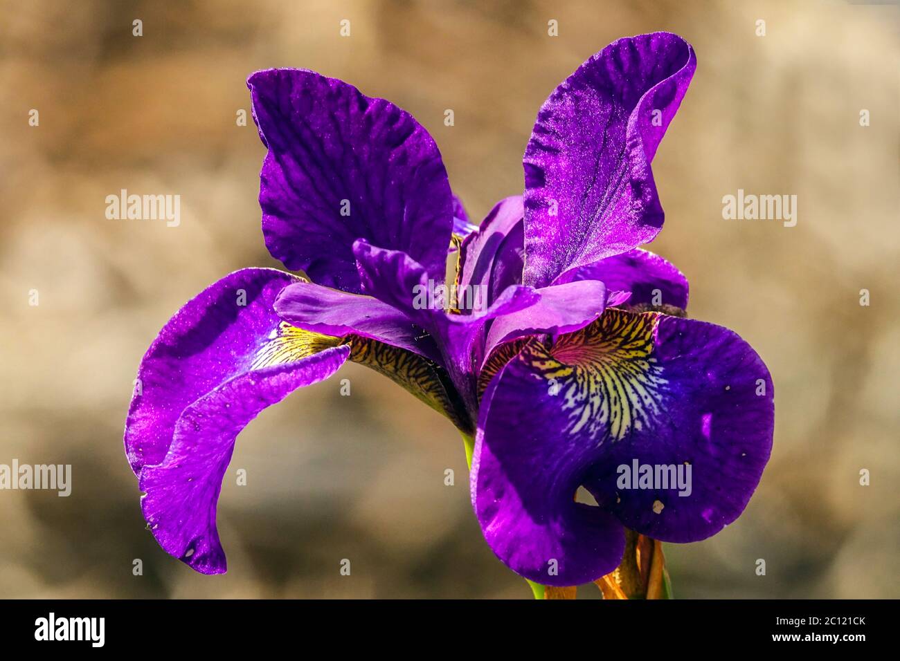 Iris sibirica Siberian Iris Superact Stockfoto