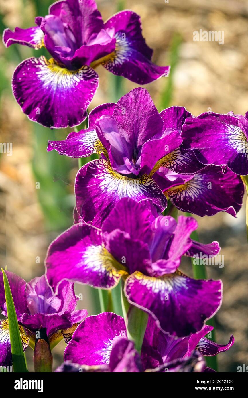 Sibirische Iris sibirica Blume Iris „Crimson Cloisonne“ Irien lila Blumen Sibirische Irien Stockfoto