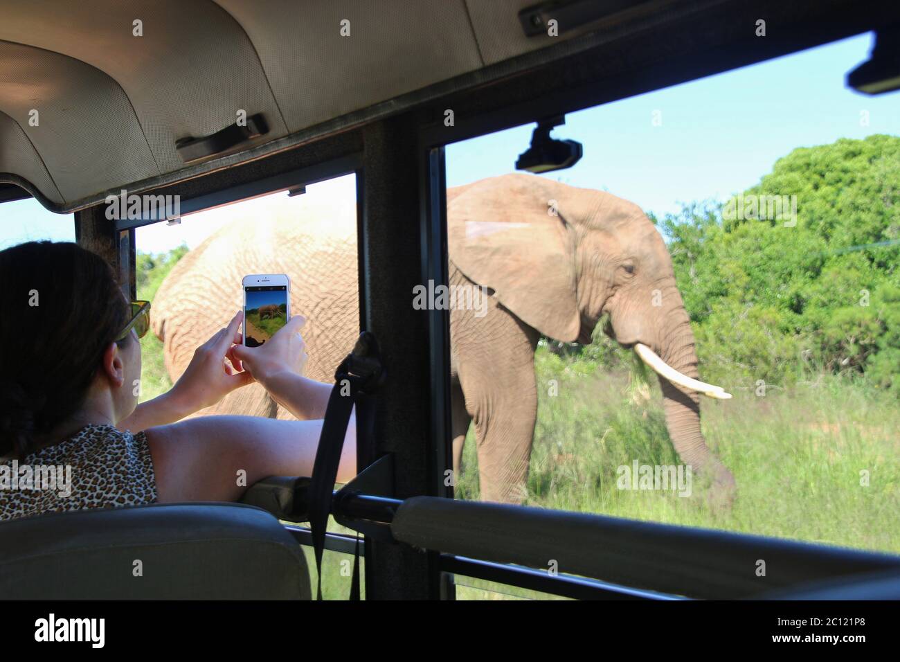 Addo Elephant Park, Südafrika - 3. März 2020: Ein Tourist fotografiert einen Elefanten aus einem Safari-Jeep. Afrika. Stockfoto