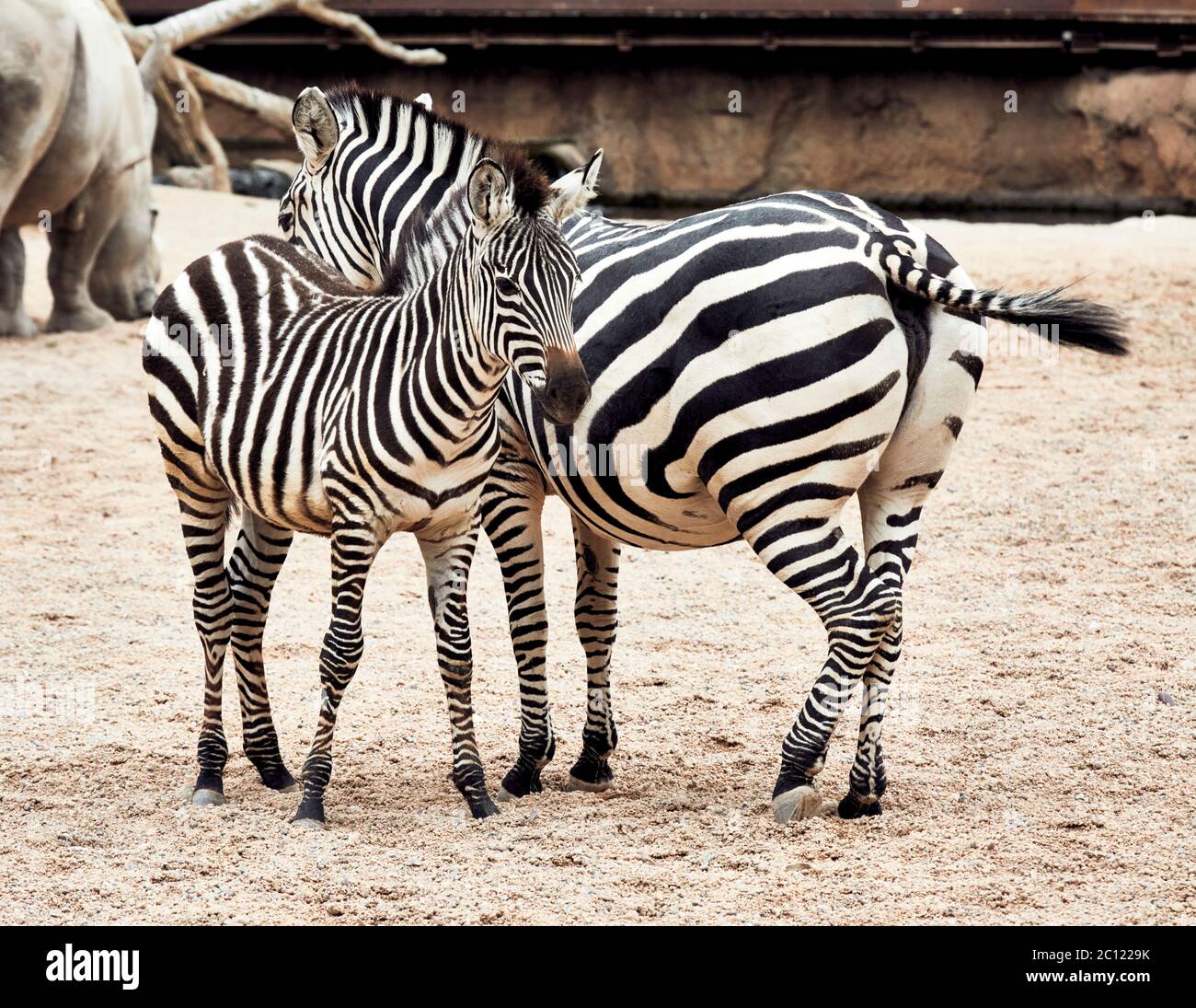 Mutter Zebra und Fohlen (Equus quagga) stehend, Bioparc, Valencia, Spanien. Stockfoto
