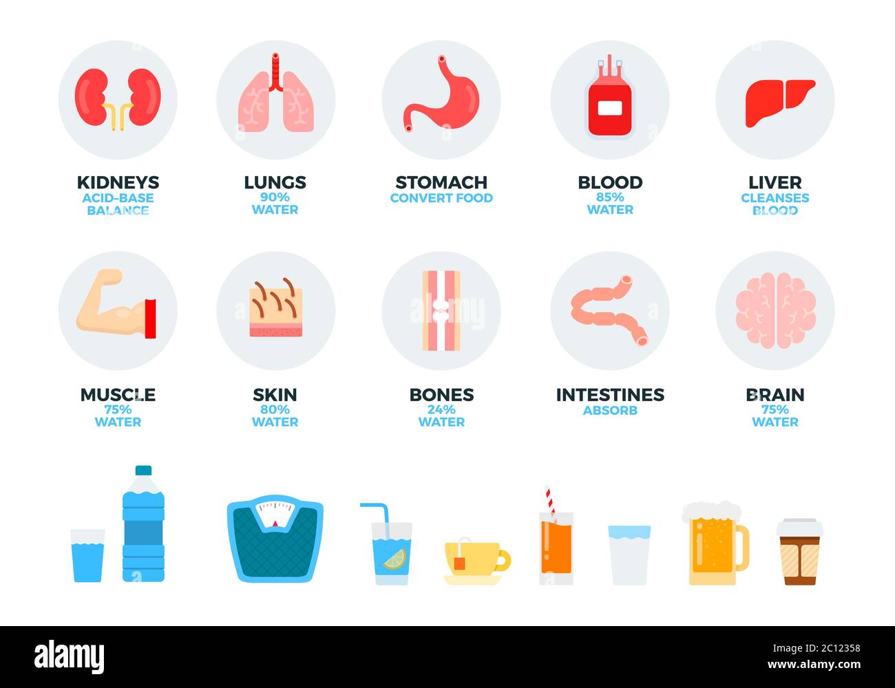 Teile des menschlichen Körpers und innere Organe, Wasser und Getränke Vektor-Illustration in einem flachen Design. Stock Vektor