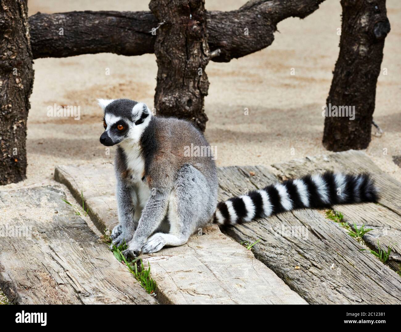 Ring Tailed Lemur (Lemur catta) sitzt auf einem Holzweg, Bioparc, Valencia, Spanien. Stockfoto