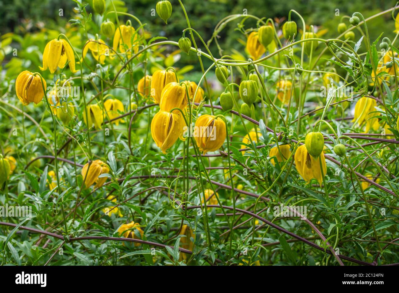 Gelbe Glockenblumen des winterharten Kletterers, Clematis tangutica 'Lambton Park'. Die Blüten sind größer als die Art Stockfoto