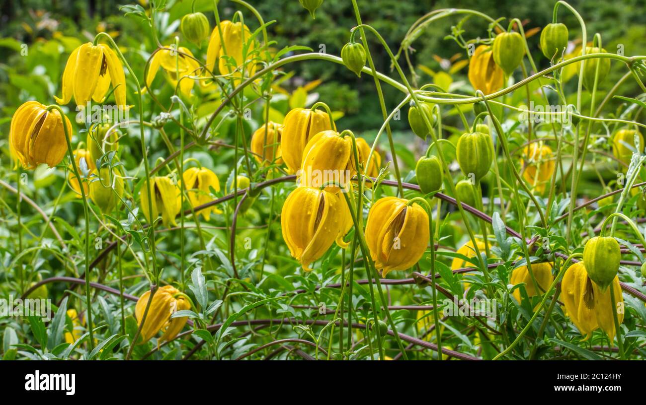 Gelbe Glockenblumen des winterharten Kletterers, Clematis tangutica 'Lambton Park'. Die Blüten sind größer als die Art Stockfoto