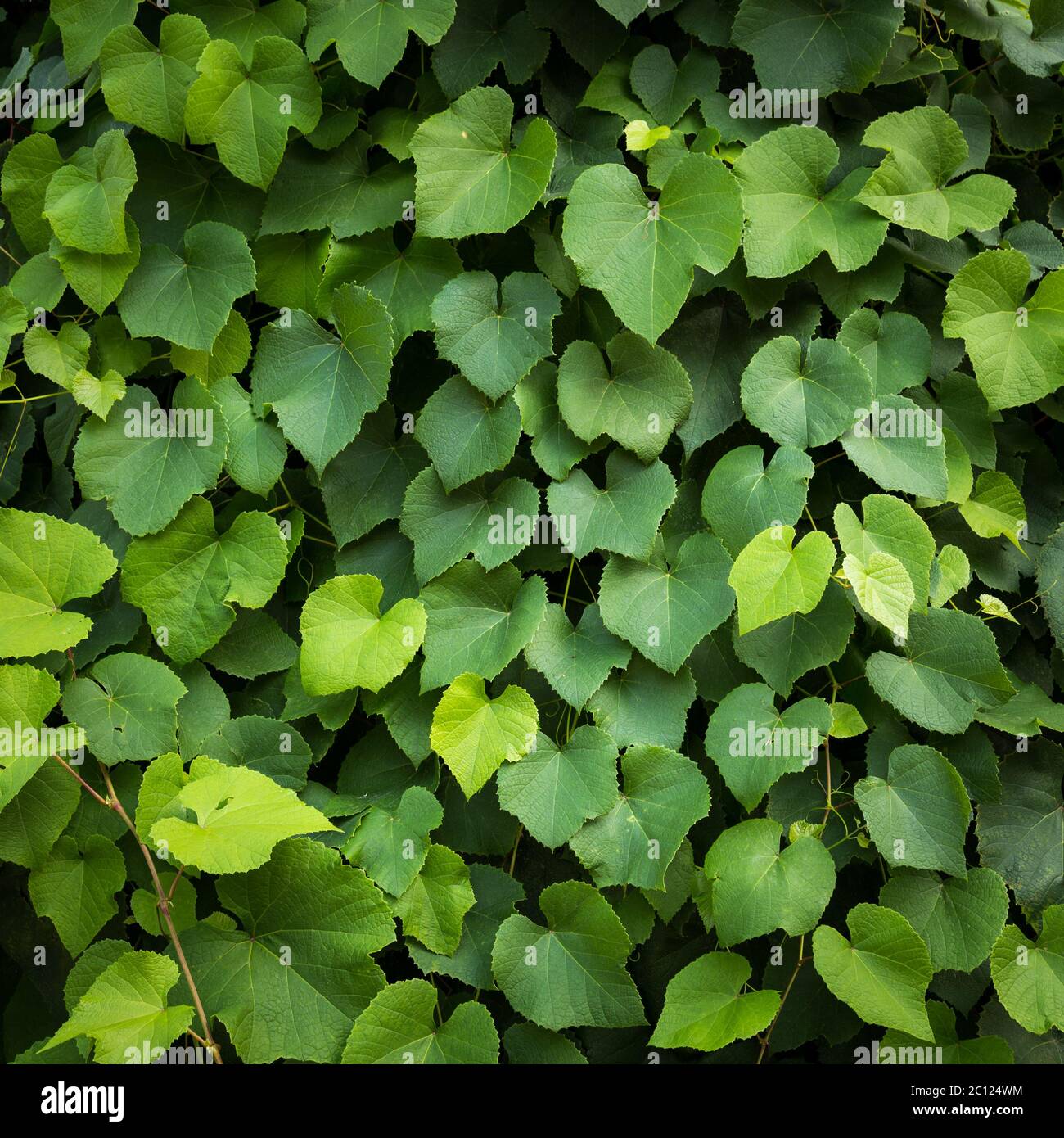 Grünes Blatt Hintergrund Blätter Textur Muster Stockfoto