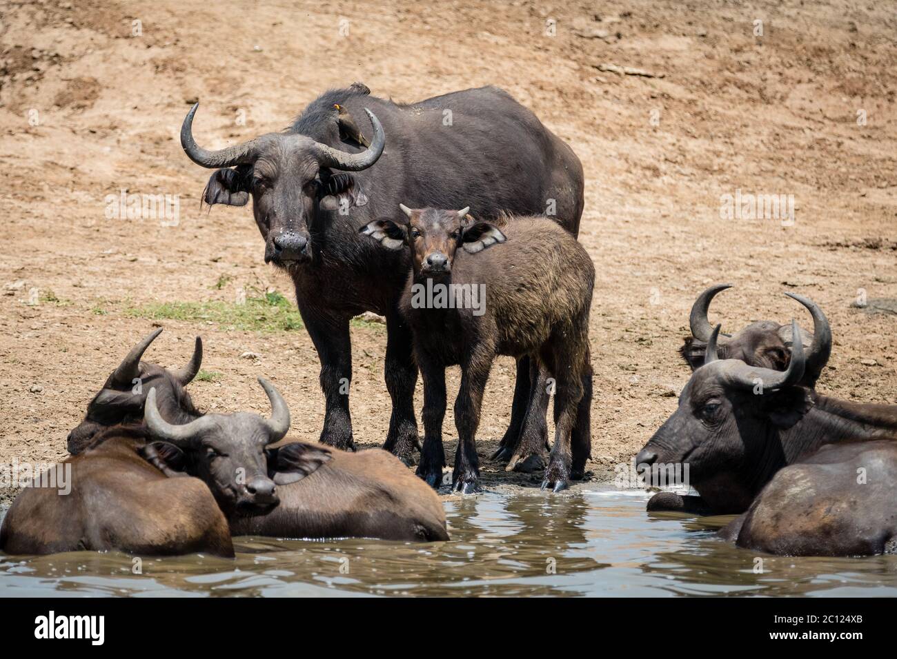 Afrikanische Büffelmutter (Syncerus Caffer) und Kalb kühlen sich am Rande des Kazinga-Kanals im Queen Elizabeth National Park, Uganda, Ostafrika ab Stockfoto