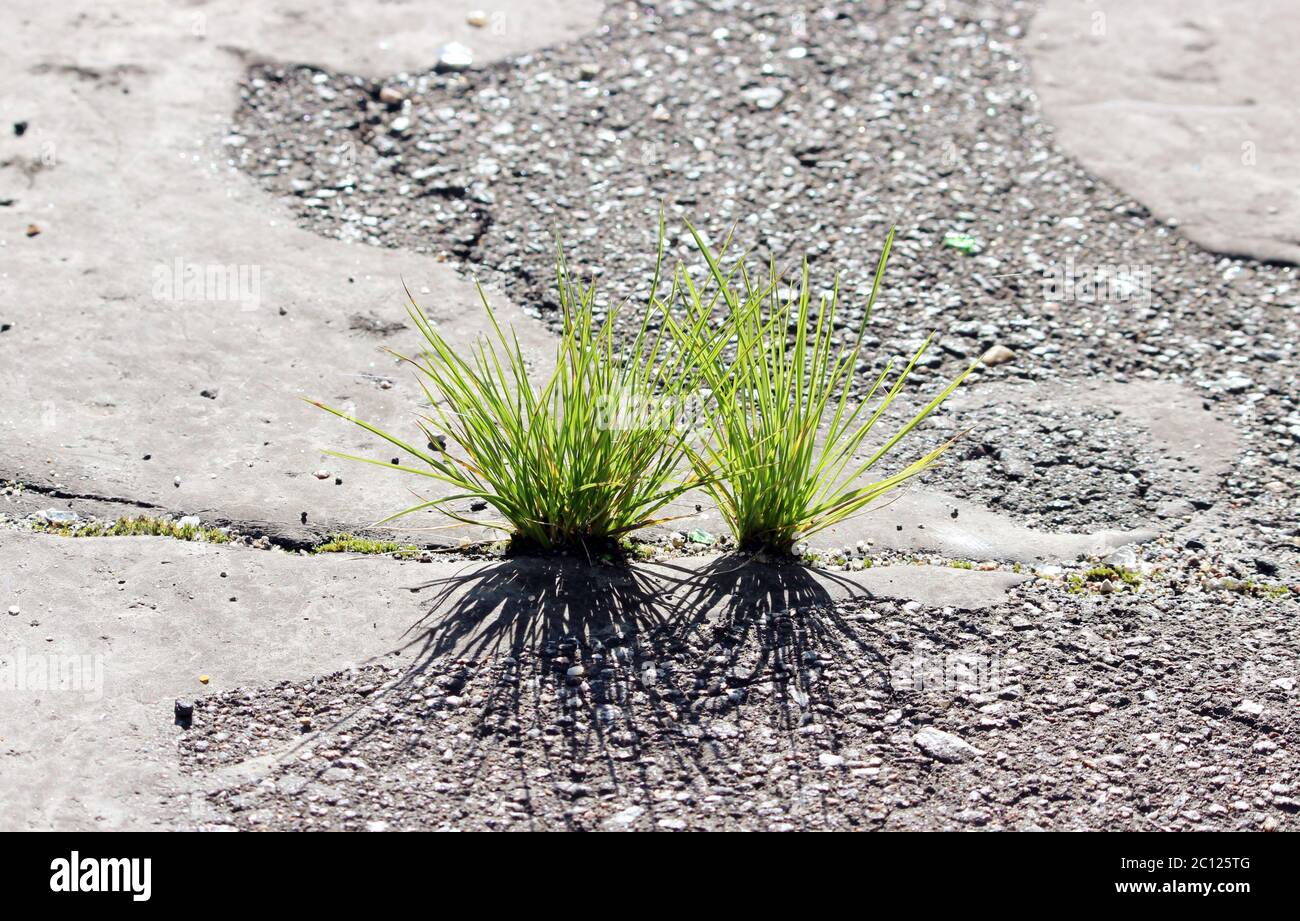 Gras wächst durch den Boden Stockfoto