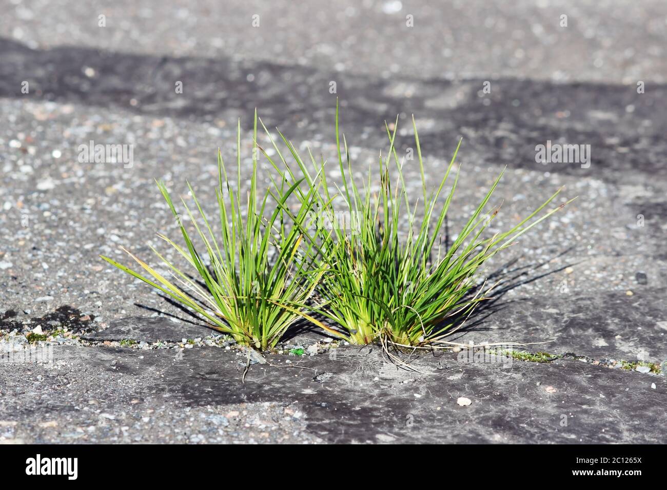 Gras wächst durch den Boden Stockfoto