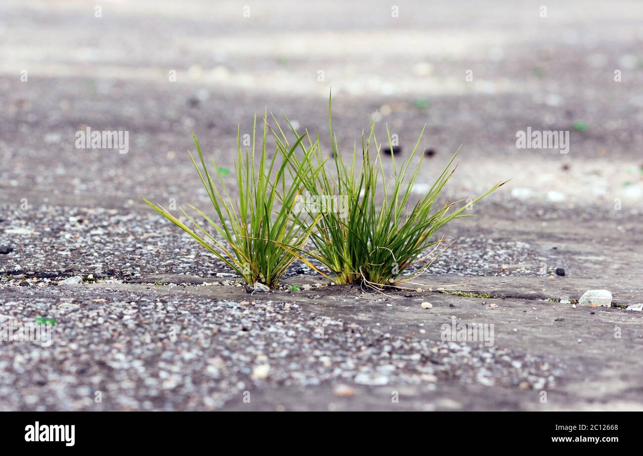 Gras wächst durch den Boden Stockfoto