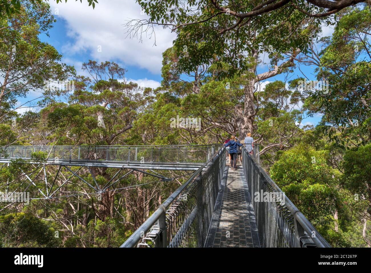 Valley of the Giants Tree Top Walk, Walpole-Nornalup National Park, in der Nähe von Dänemark, Western Australia, Australien Stockfoto