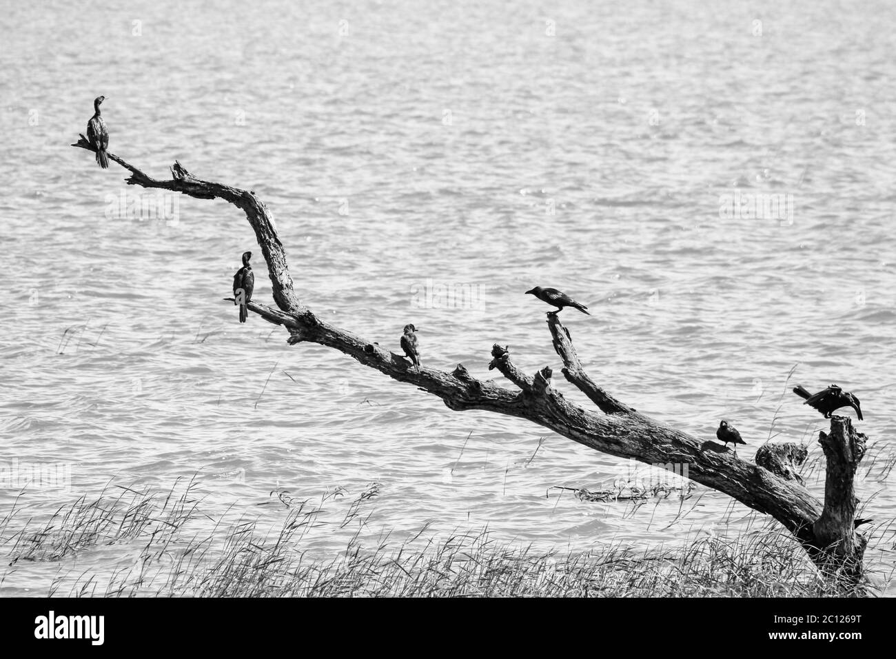 Vogelschar an einer Seeseite Stockfoto
