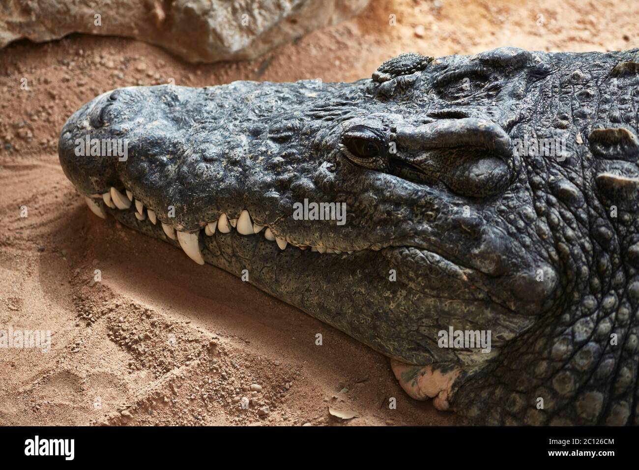 Nahaufnahme eines Krokodilkopfes, Bioparc, Valencia, Spanien. Stockfoto