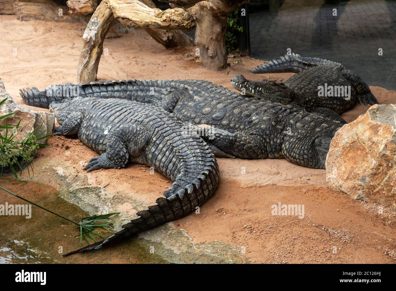 Schlafende Krokodile, Bioparc, Valencia, Spanien. Stockfoto