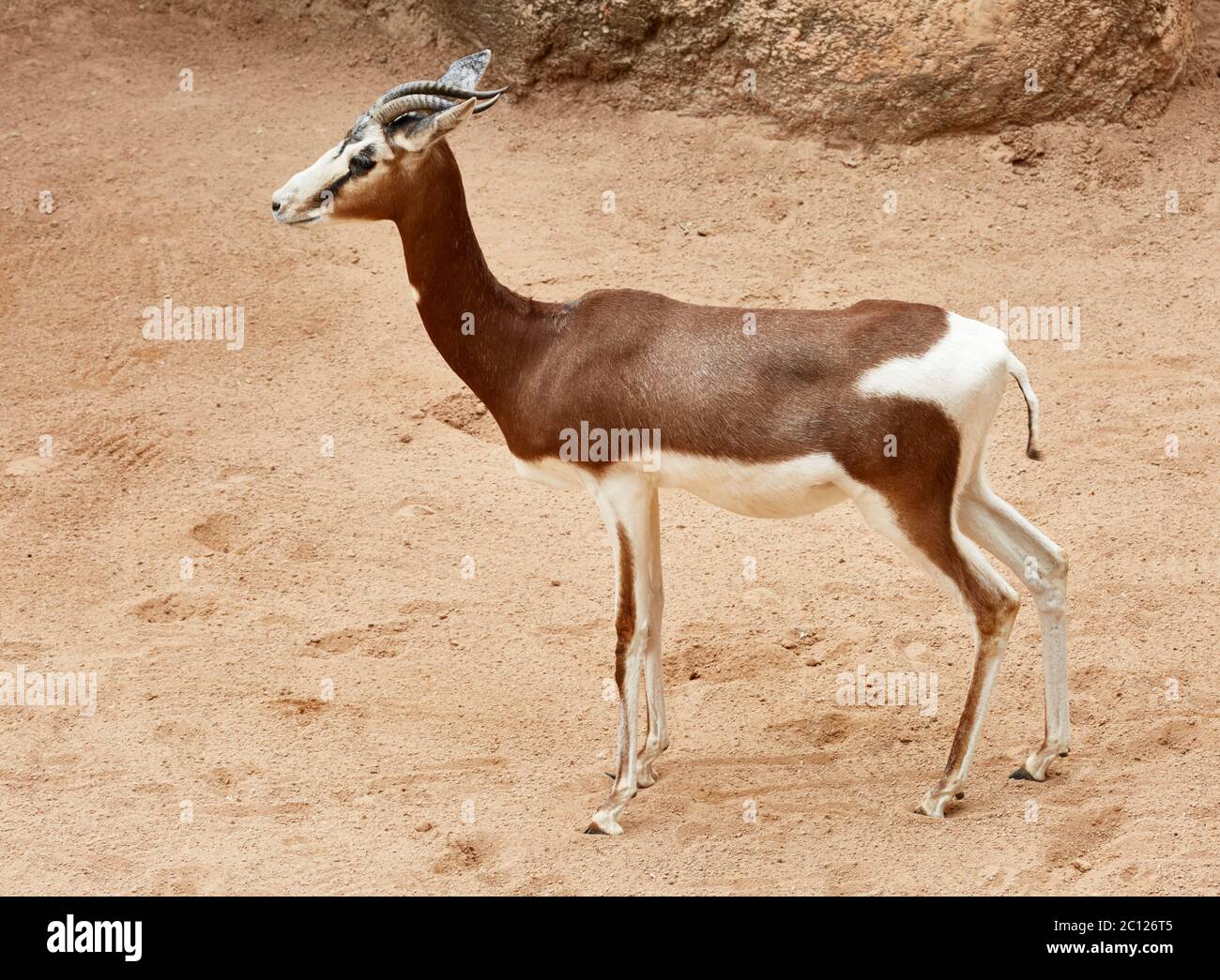 Nanger Dama Gazelle ist in freier Wildbahn ausgestorben, Bioparc, Valencia, Spanien. Stockfoto