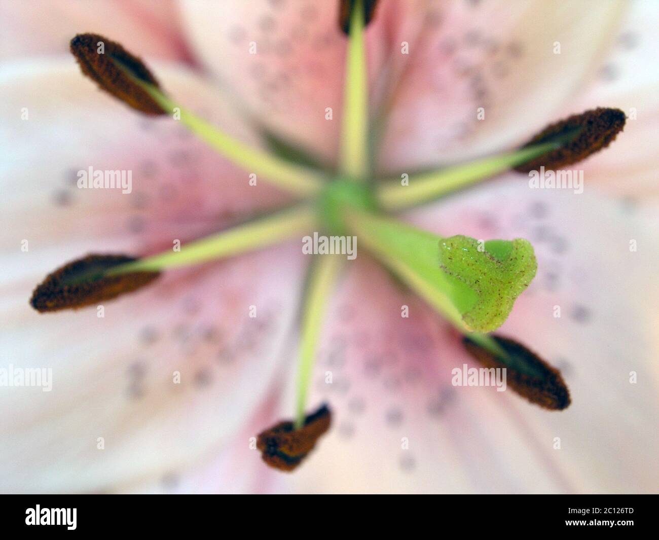 Nahaufnahme Makro von Staubgefäßen und Pollen auf einem gelben und weißen Sterngucker Lily Blume. Stockfoto