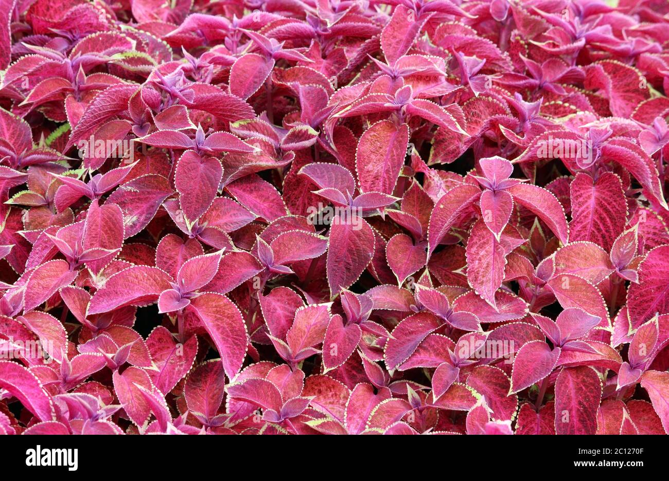 Dekorative bunte Blätter Plectranthus scutellarioides Coleus blumeii Stockfoto