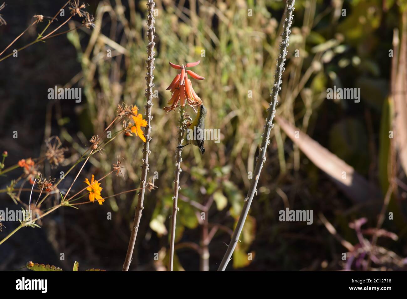 Ein kleiner sunbird trinkt Nektar von einer roten Blume Stockfoto