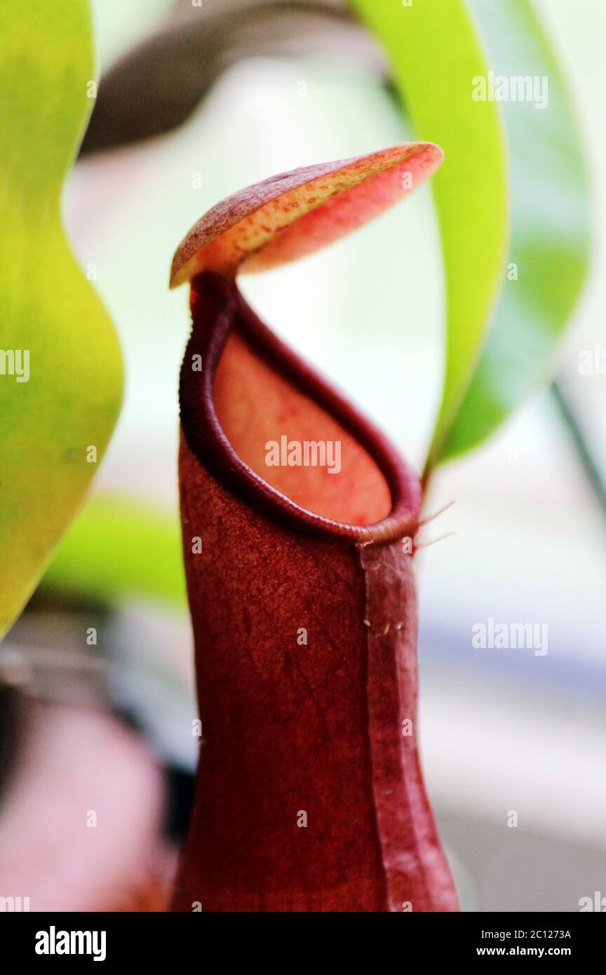 Insektenfressende Pflanzen Nepenthes Ampullaria hautnah Stockfoto