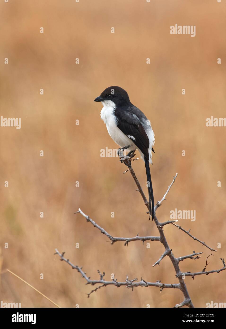 Langschwanz-Fiskal, Vogel; auf Ast sitzend; schwarz; weiß; Langschwanz-Federn; Tierwelt; Lanius cabanis, Garnelenfamilie, Laniidae, Tarangire National P Stockfoto