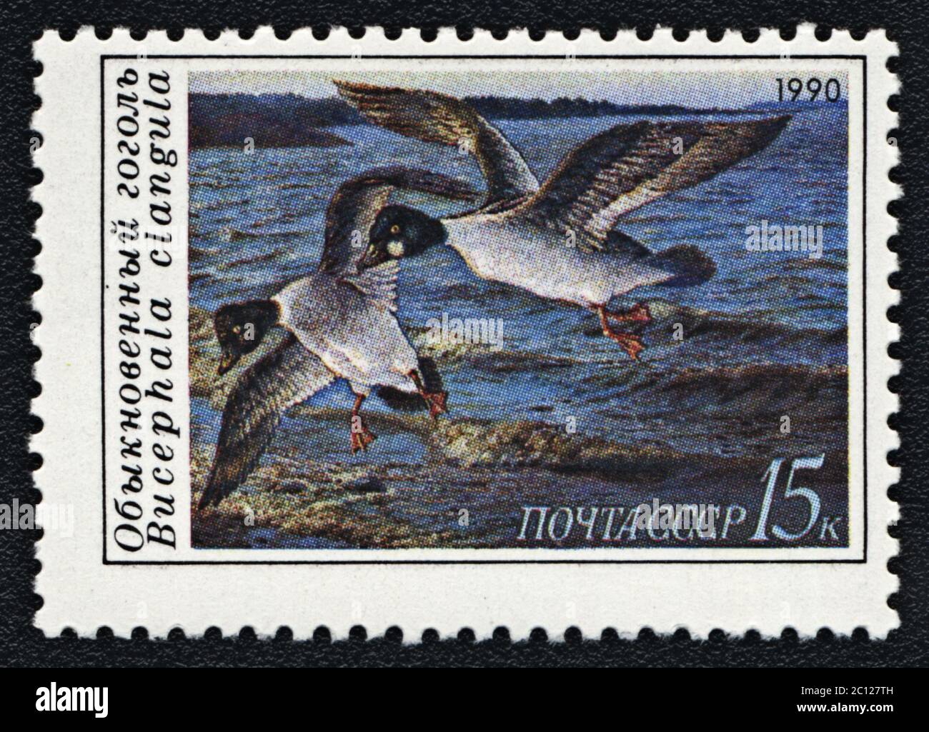 Gemeine Goldeneye oder Bucephala clangula, Seeente. Briefmarke UdSSR, 1990 Stockfoto