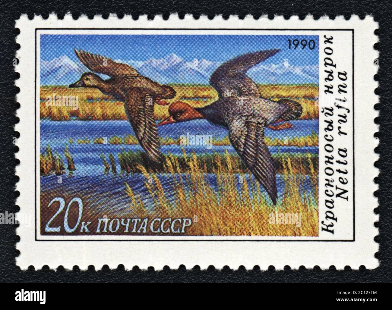 Ente Rotschampappe oder Netta rufina. Briefmarke UdSSR, 1990 Stockfoto