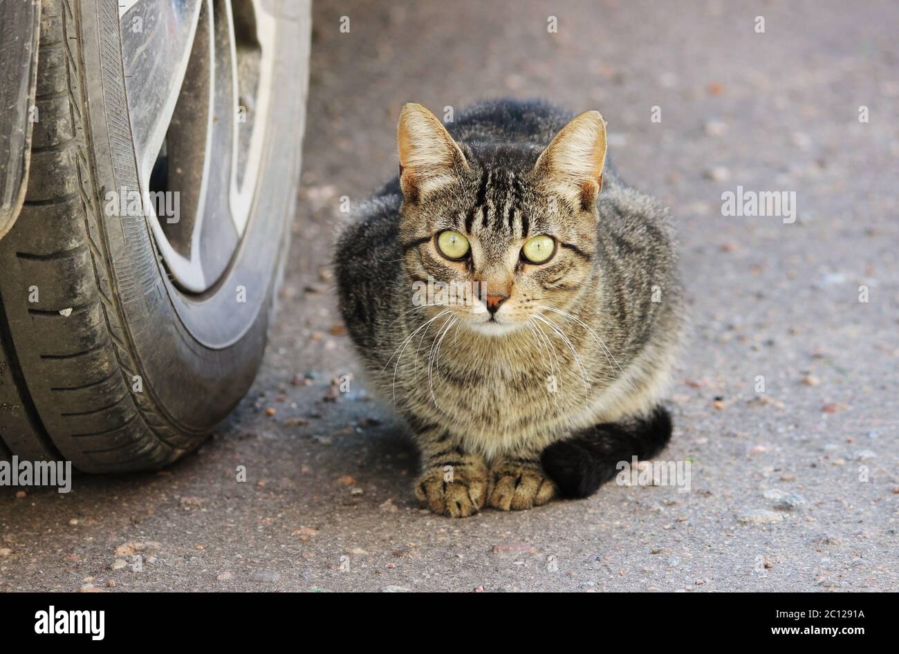 Schöne einzelne obdachlose Katze gestreifte Farbe mit grünen Augen sitzt im Auto an einem sonnigen Tag. Stockfoto