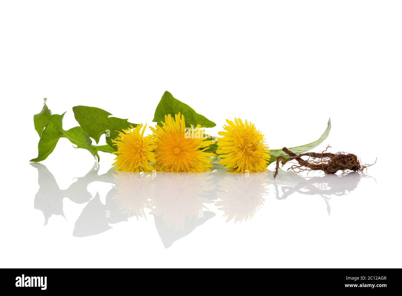 Löwenzahn Hintergrund, pflanzliche Heilmittel. Stockfoto