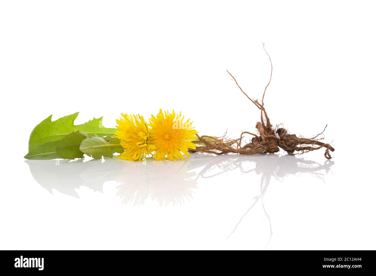 Löwenzahn Hintergrund, pflanzliche Heilmittel. Stockfoto