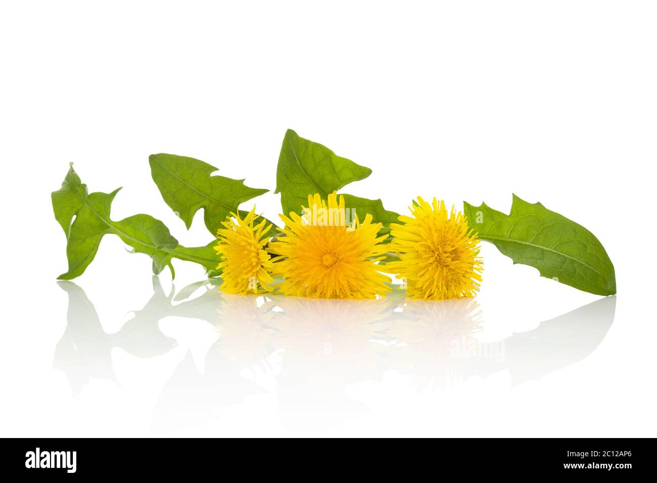 Löwenzahn Hintergrund, pflanzliche Heilmittel. Stockfoto