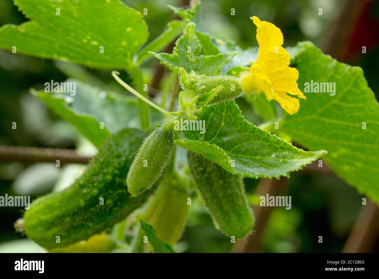 Gurken im Garten anbauen Stockfoto