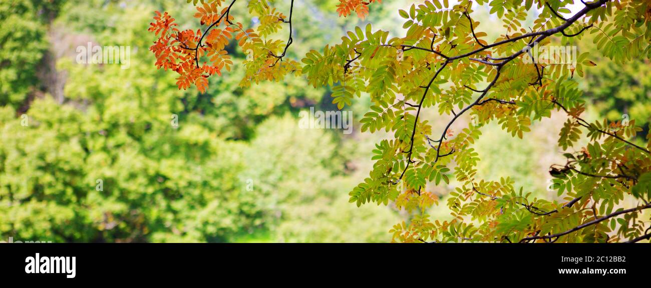 Helle Blätter an den Zweigen hängen. Stockfoto