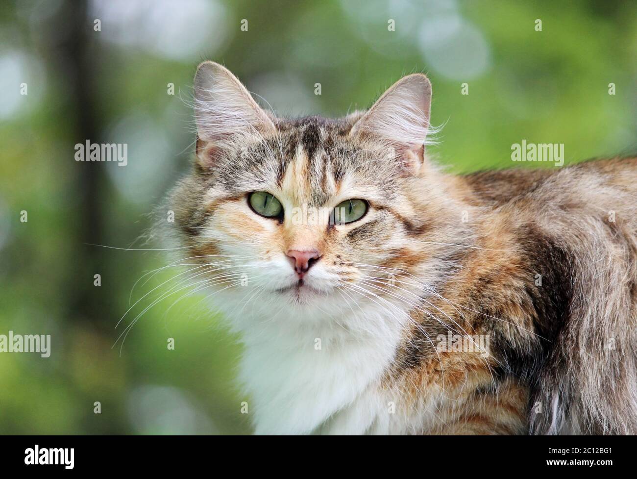 Einsame streunende Katze Schildkröte tricolor Farbe sitzt auf der Veranda eines Holzhauses. Stockfoto