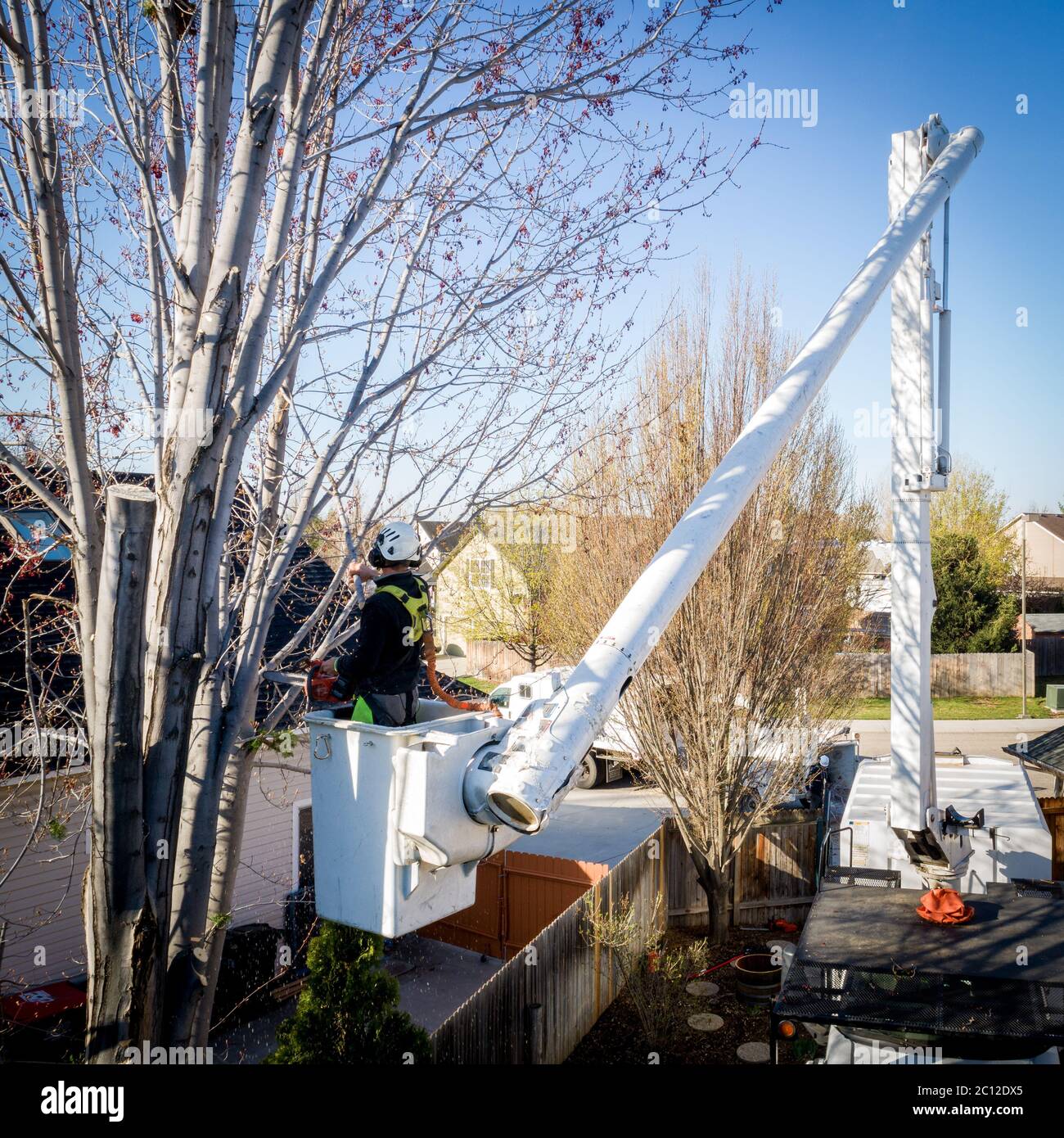 Professionelle Baumgesellschaft arbeitet, um einen Baum aus einem Garten der Hausbesitzer zu entfernen Stockfoto