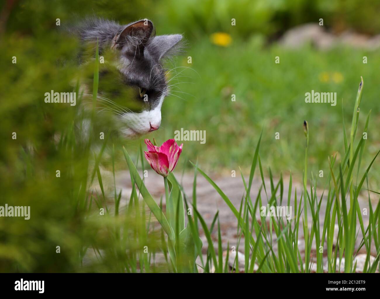 Eine norwegische Waldkatze weiblich riechende Tulpenblume im Garten Stockfoto