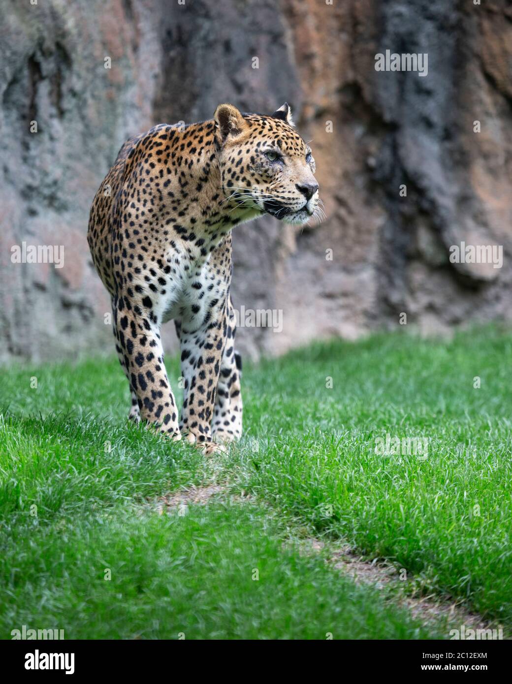 leopard De Sri Lanka (Panthera pardus Kotiya), Bioparc, Valencia, Spanien. Stockfoto