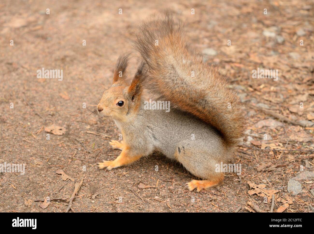 Eichhörnchen in der natürlichen Umgebung. Stockfoto