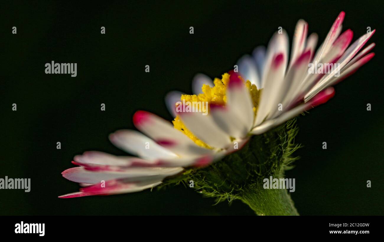 Nahaufnahme eines Seitenwehens einer blühenden Gänseblümchen mit rosa Spitzen auf den weißen Blütenblättern Stockfoto