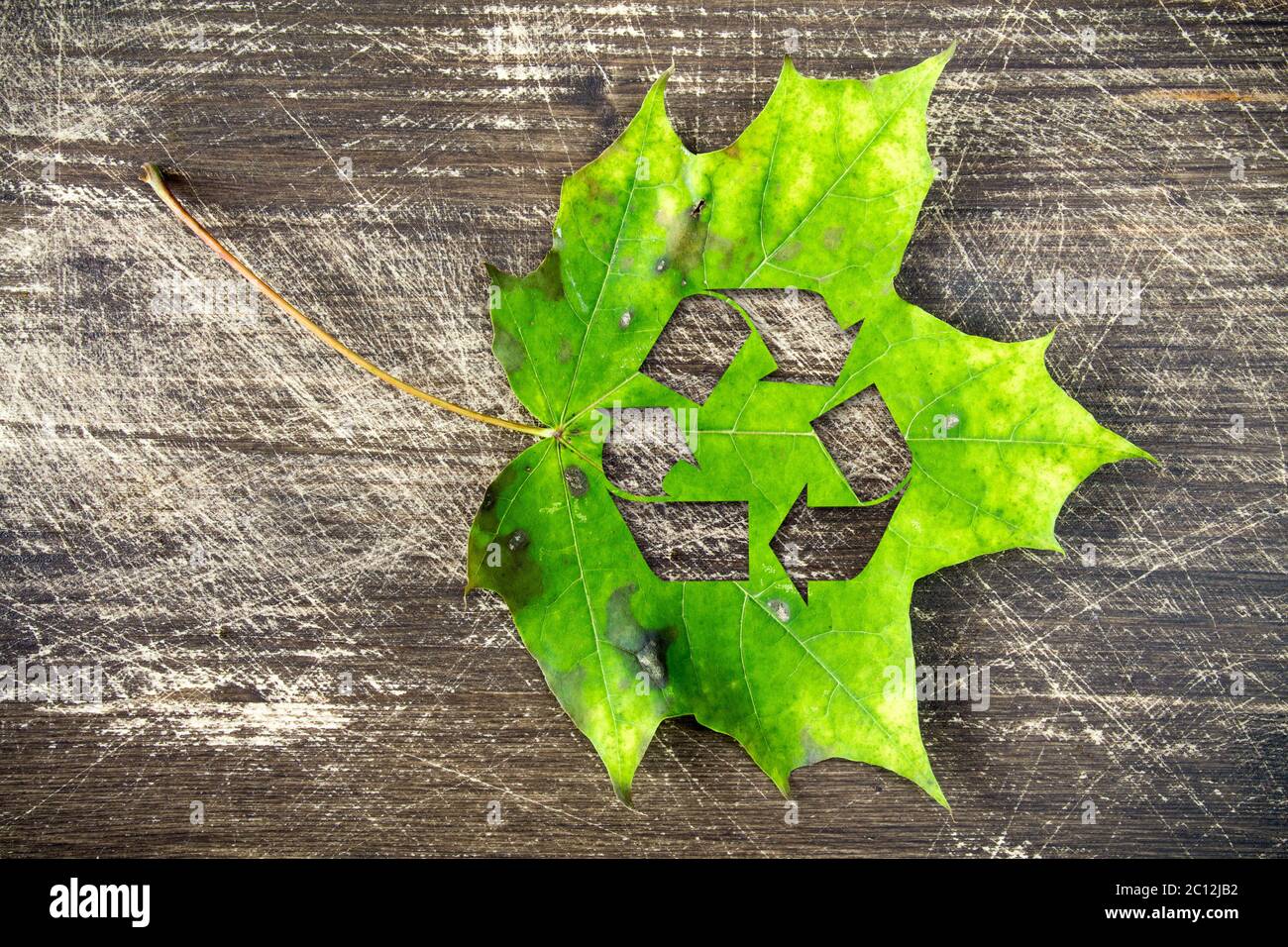 Grünes Ahornblatt mit Recycling-Symbol Stockfoto