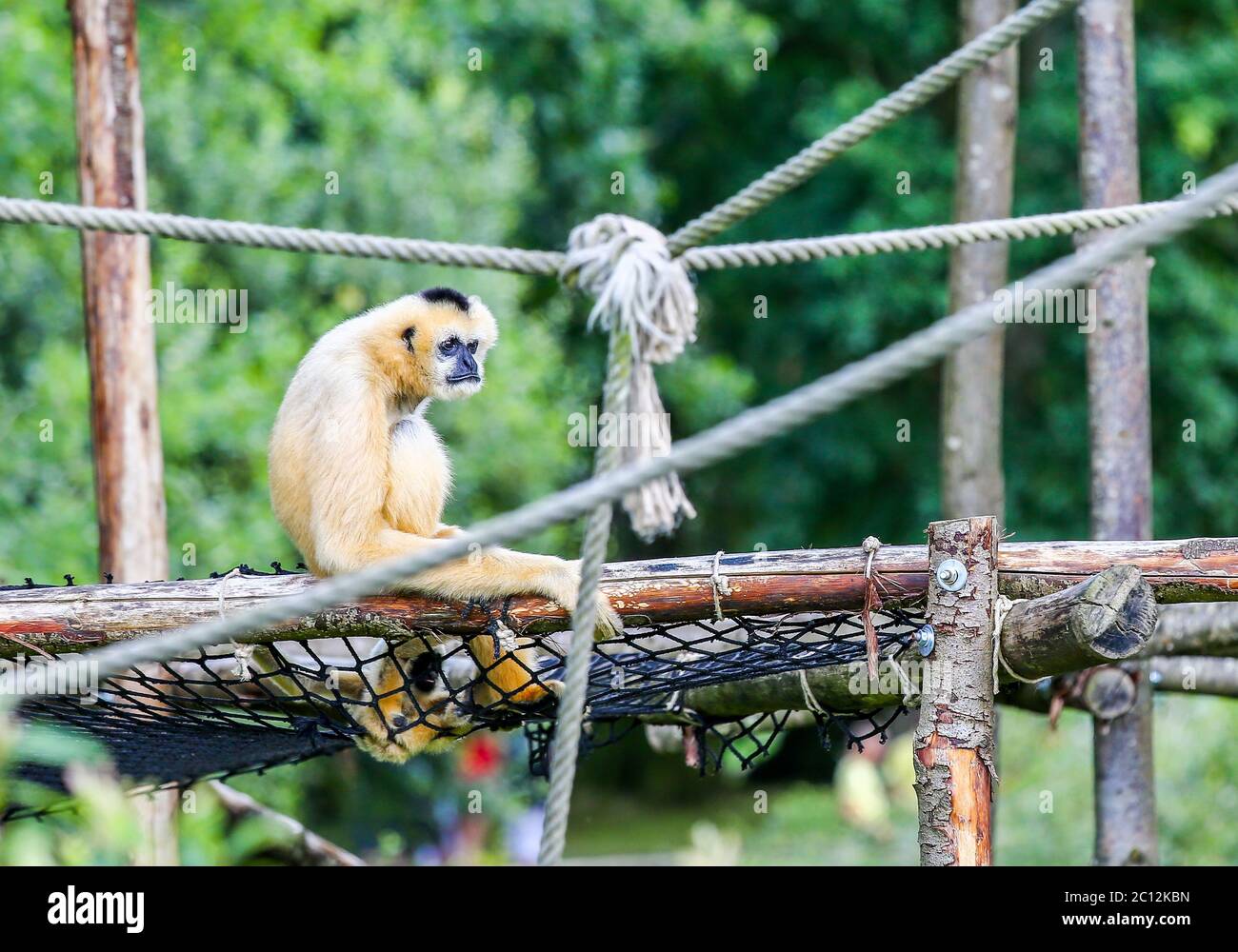 Ein Ape mit Baby-Affe im Freien allein sitzen Stockfoto