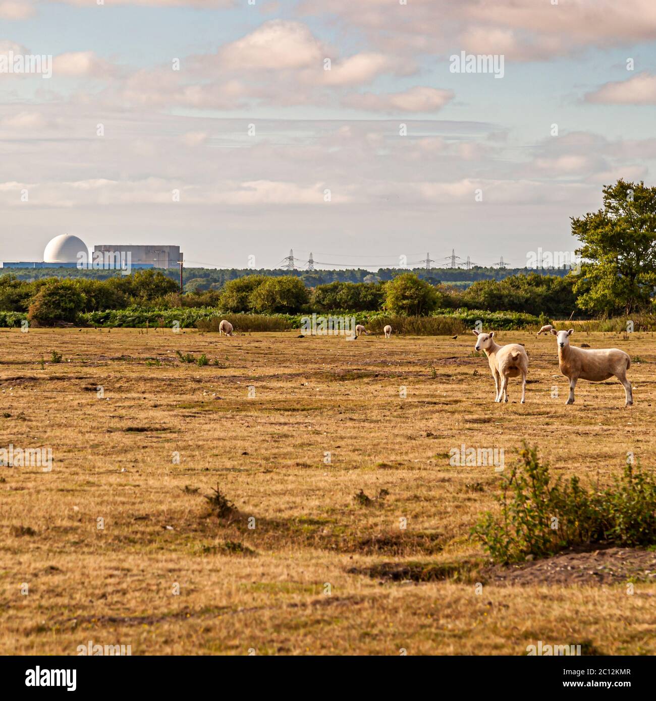 Zwei Schafe blicken in einer Weide in East Suffolk, England, zur Kamera, während im Hintergrund weitere Tiere grasen. Die weiße Reaktorkuppel des Kernkraftwerks Sizewell B erhebt sich am Horizont. Sizewell B ging 1995 als das einzige Druckwasserreaktor-Kraftwerk des Vereinigten Königreichs in Betrieb; sein offizielles Stilllegungsdatum ist für 2035 festgelegt, obwohl EDF Pläne bekannt gegeben hat, den Betrieb bis 2055 zu verlängern. Stockfoto