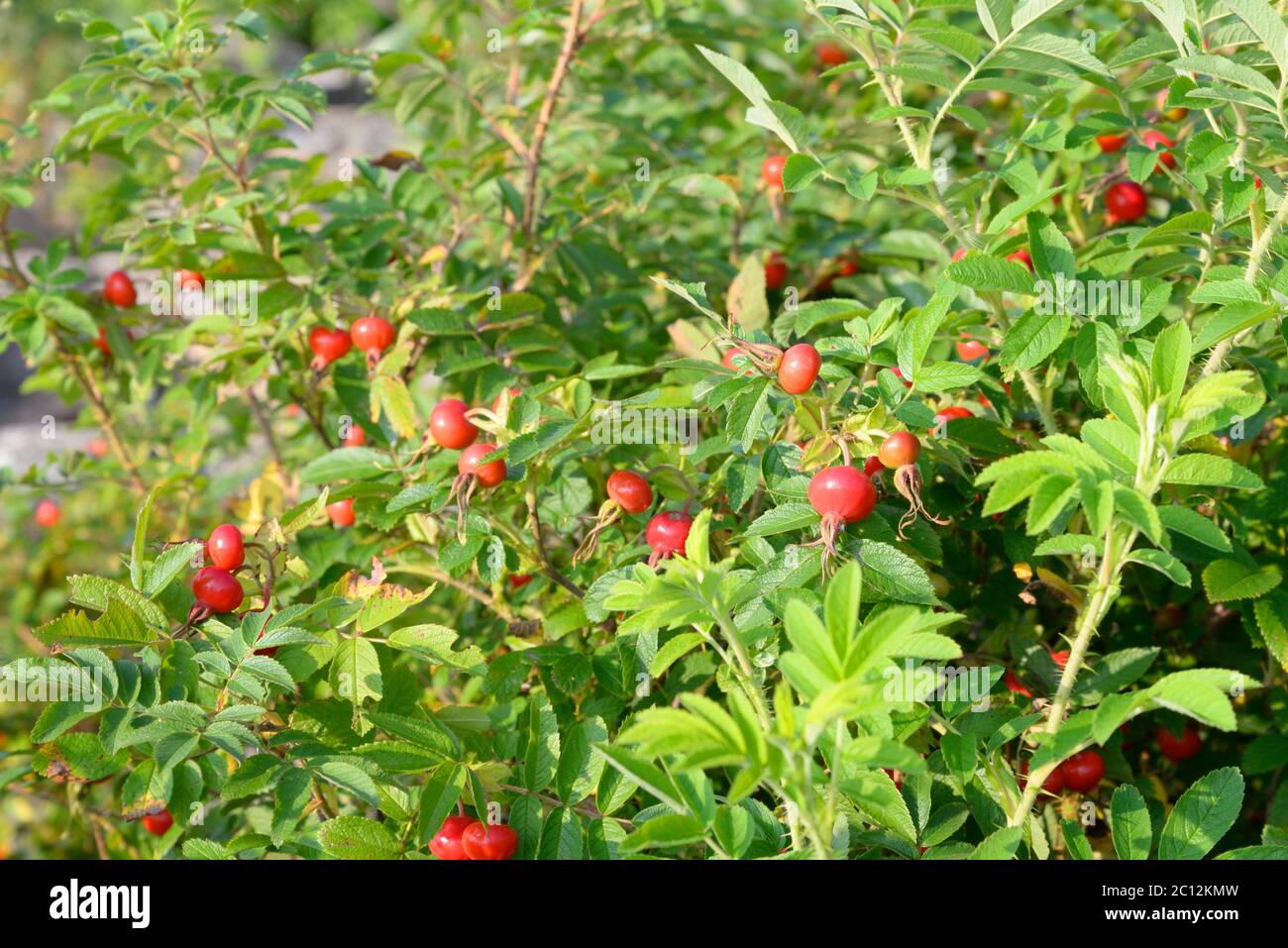 Früchte auf wilden Rosenzweigen. Stockfoto